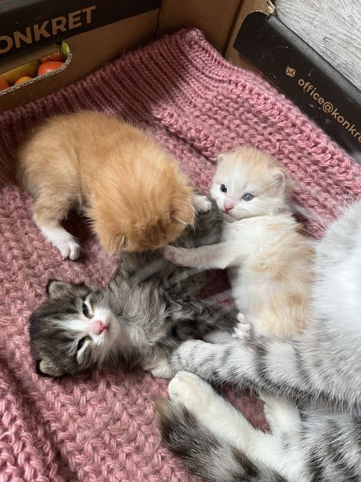 Котята в добрые руки