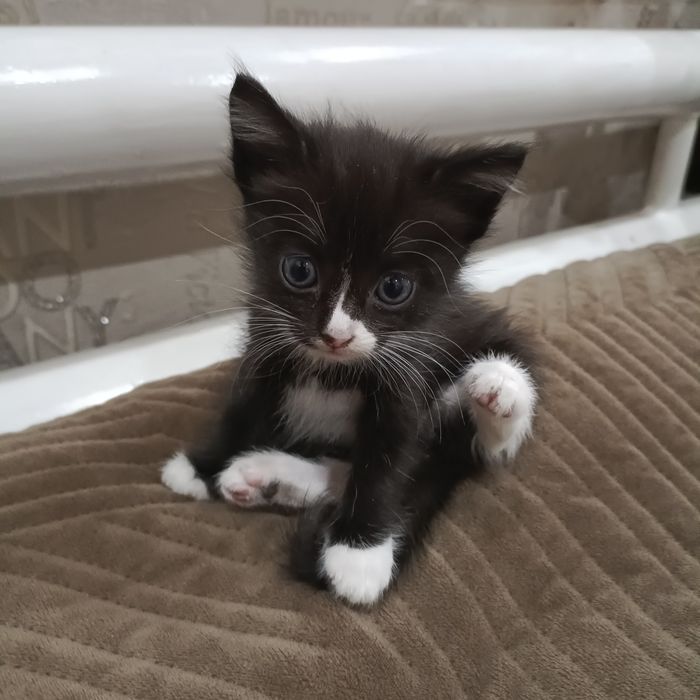СРОЧНО отдам котят