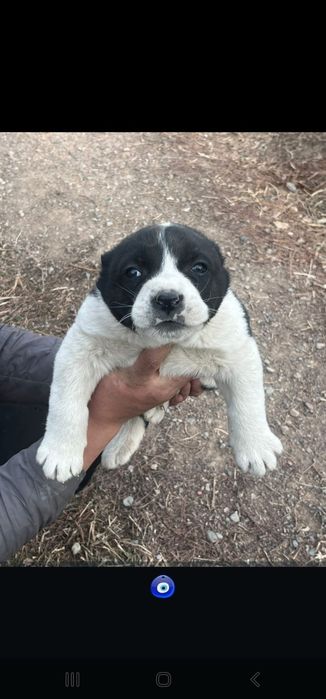 Продам супер алабайчика