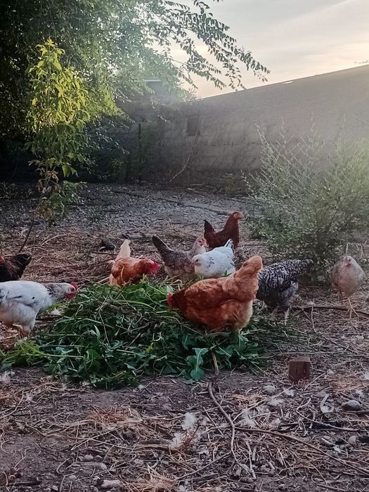 Продам цыплят и курей