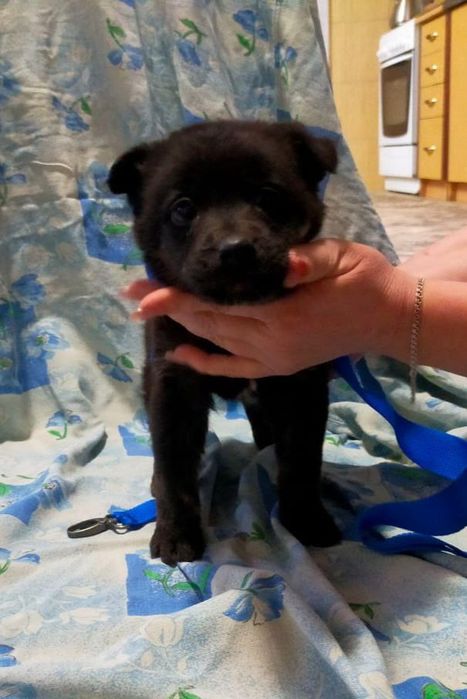 Отдам щенков. 4 мальчика и 2 девочки.