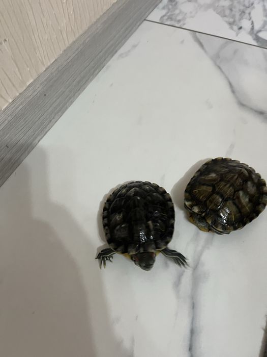 Продам красноухих черепашек