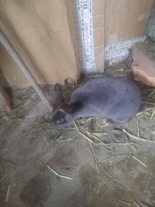 Vand iepuri rex negru