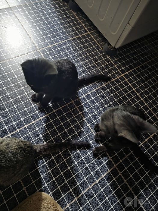 Котята, 3 месяца, бесплатно