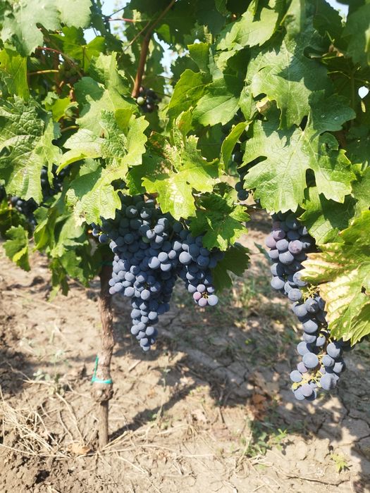 Vand Struguri cabernet si chiraz, pret 4 lei