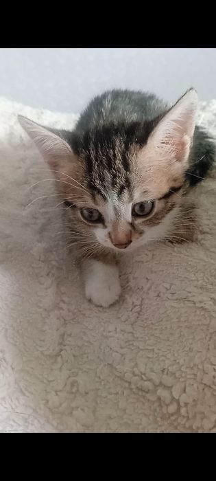 Бельгийские котики