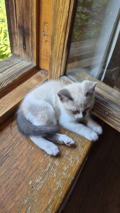 Отдаю котёнка в добрые руки!