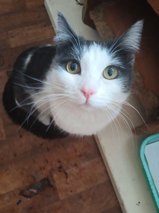 Отдам кота Тихона