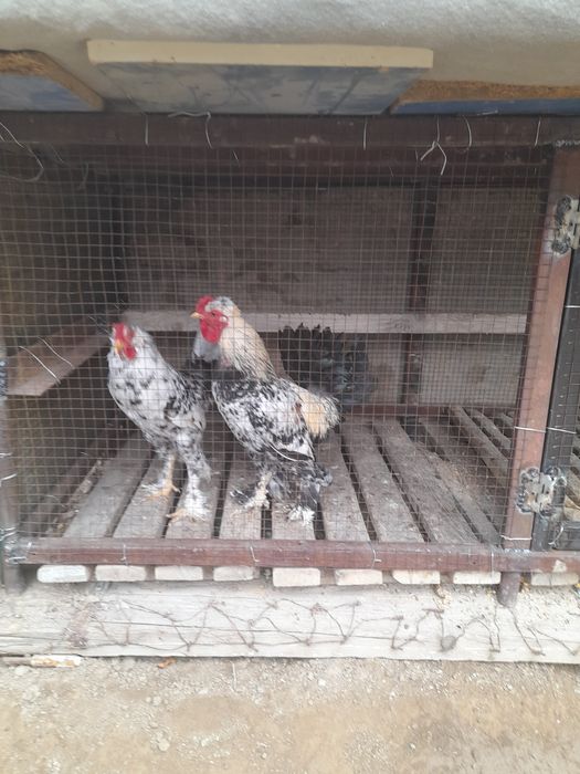 Жас жапон қораздары, 7-айлық..