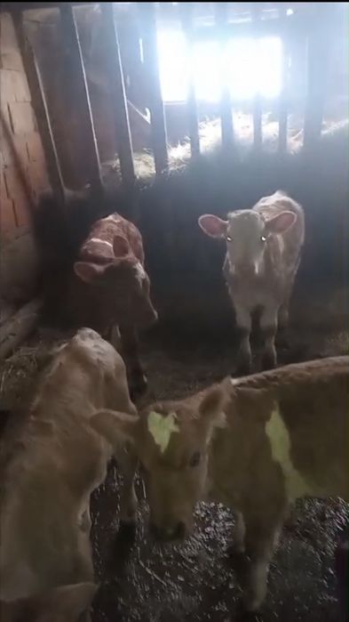 De vanzare 3 tauri si 1 vitea