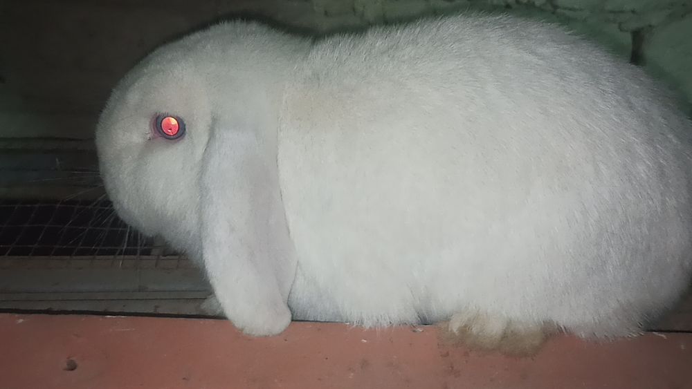 Средний Ф.баранлар