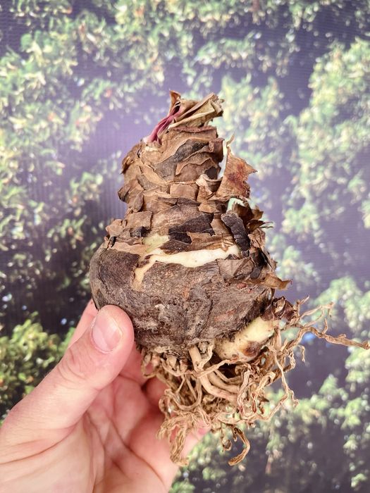 Амариллисы в продаже