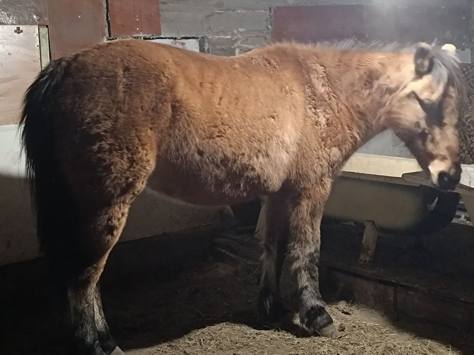 Семіз 5 жасар бие сатылады