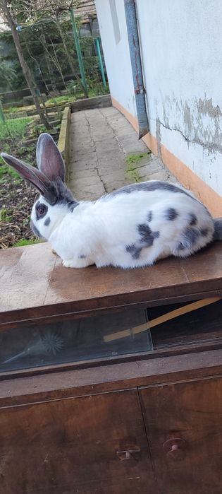 Зайци немска пеперуда