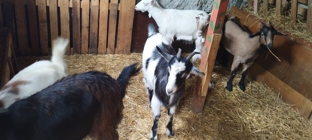 Iede tinere gestante