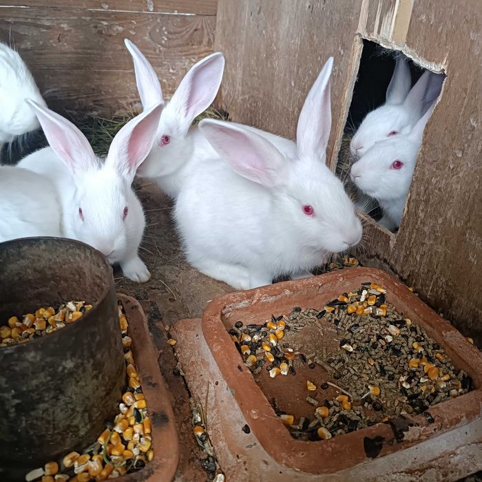 Vânzări animale domestice