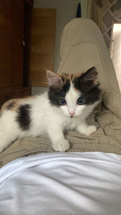 Отдам котёнка бесплатно