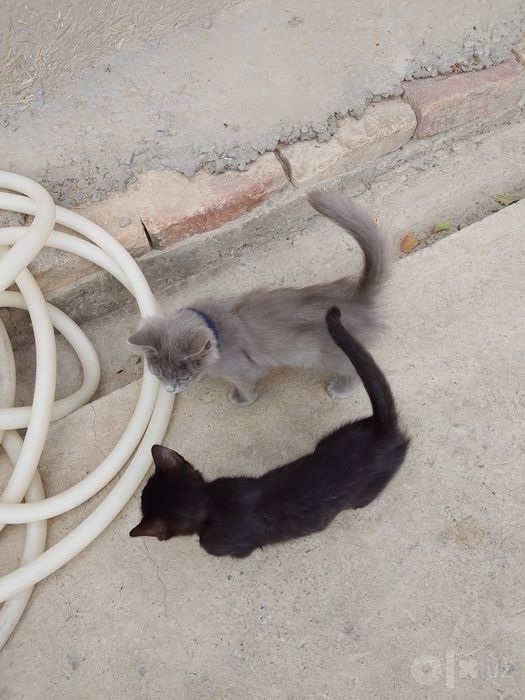 Кошка чорны и серей