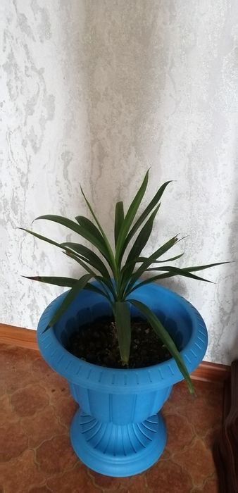 Цветы комнатные разных сортов