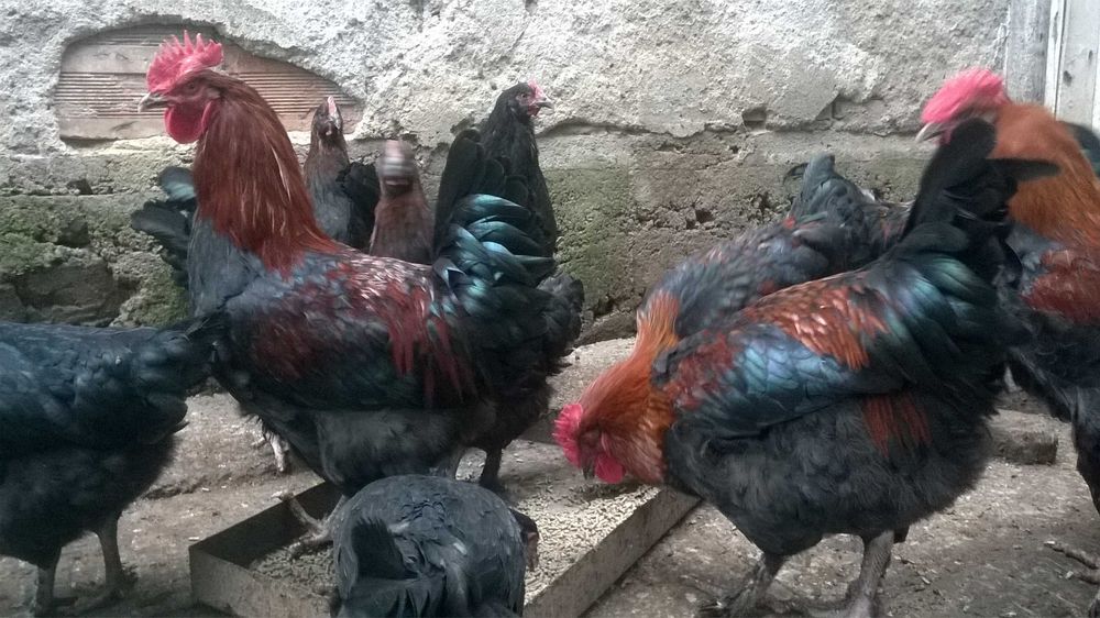 Яйца Черен Мед Маран Кокошка