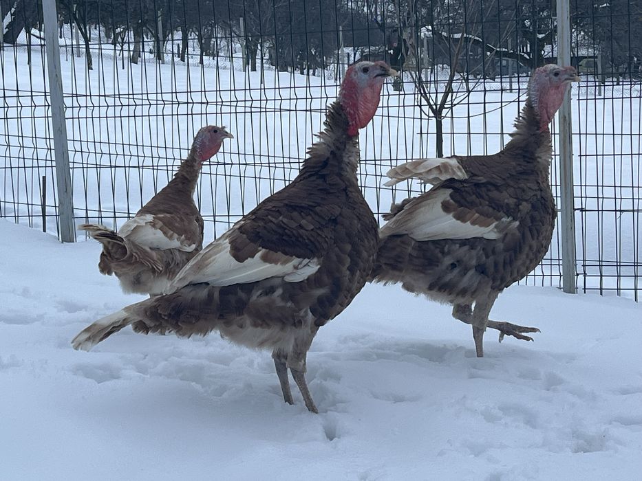 Curcan 2025 rasa grea