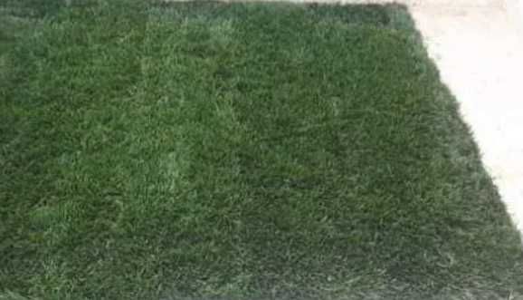 Montaj Gazon Rulou din Pepinieră – Transport și Irigare Asigurate