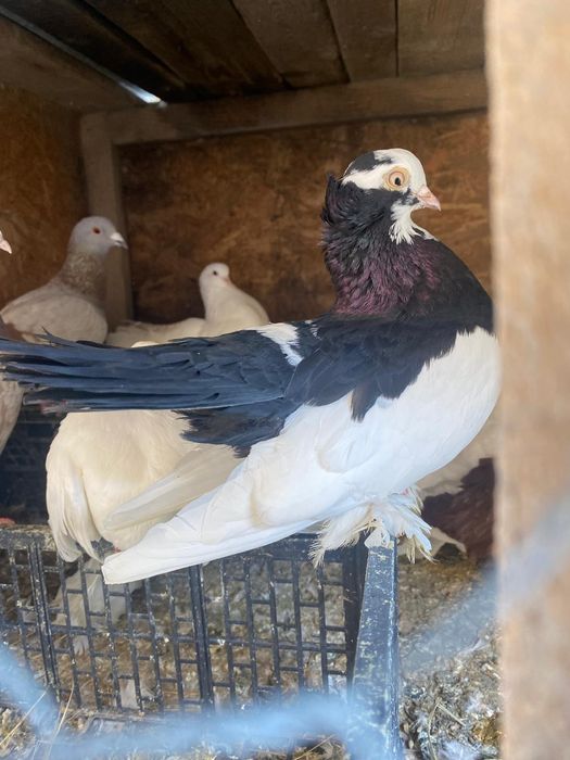 Vand 3 porumbei rolleri