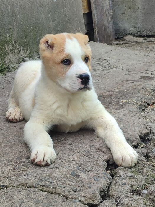 Щенки САО Алабай