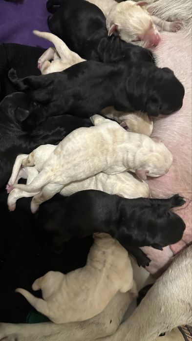 Щенки лабрадора