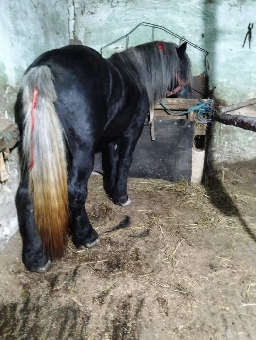 Vand armasar de 3 ani