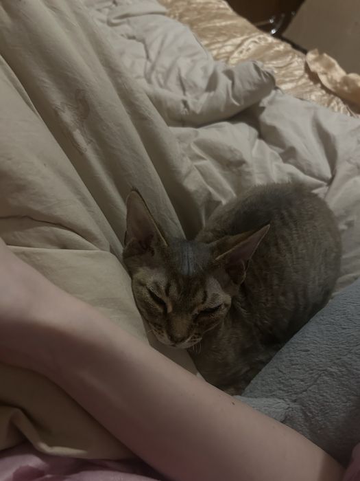 Милый котик Девон-рекс