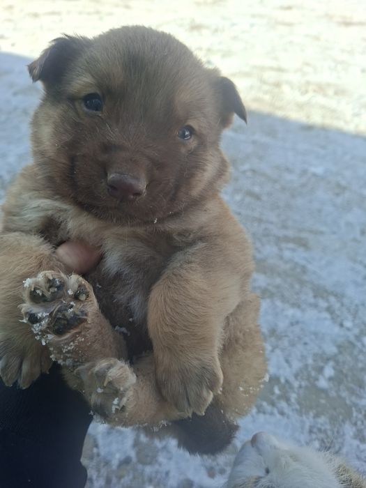 Продам щенка алабая.