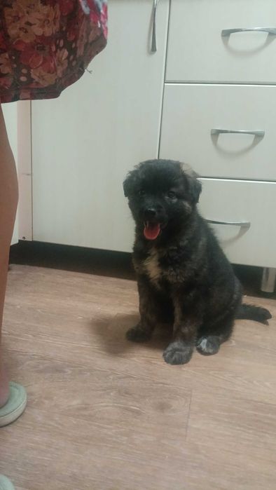 Щенок ищет любящих родителей!