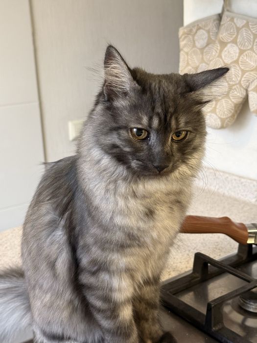 В добрые руки кота Чиби