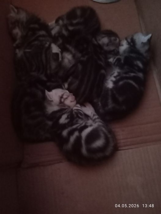 Британские    котята