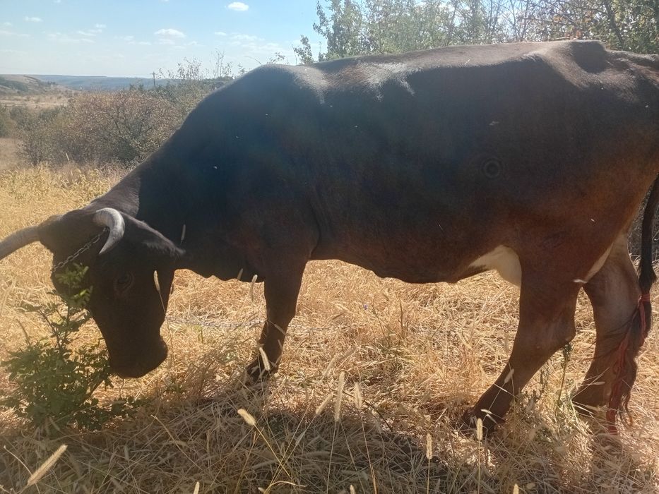 Vand vaca cu vitea