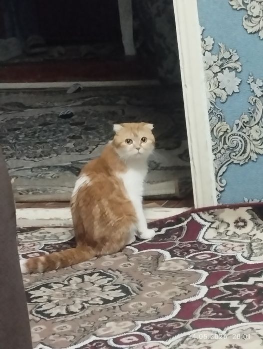 СРОЧНО  сотилади  500000