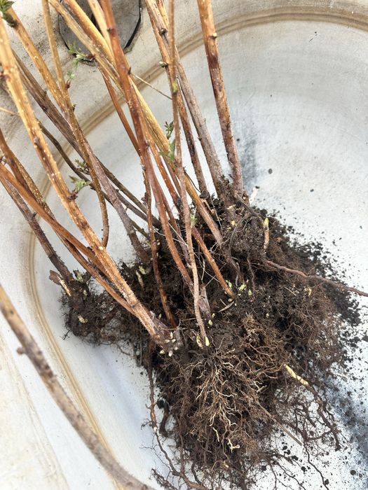 Саженцы малины продам