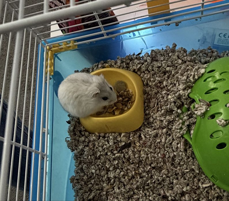 Vand hamster cu tot ce se vede in poza