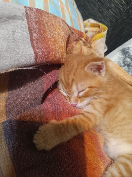 Отдам котенка в добрые руки