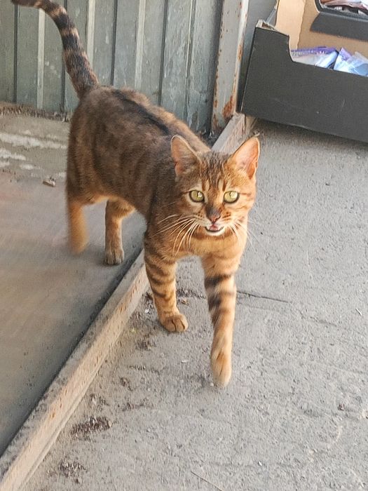 Пристраивается кошка,