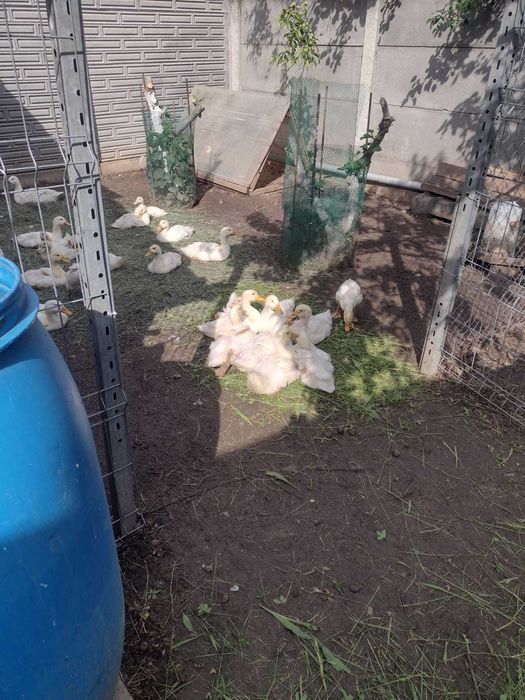 Vând boboci de rață/rațe rasa Pekin