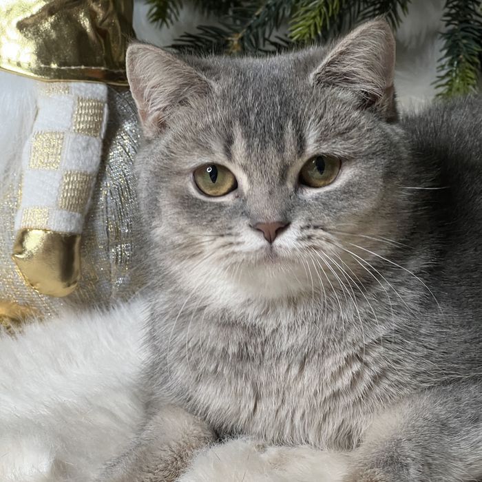 Британская девочка