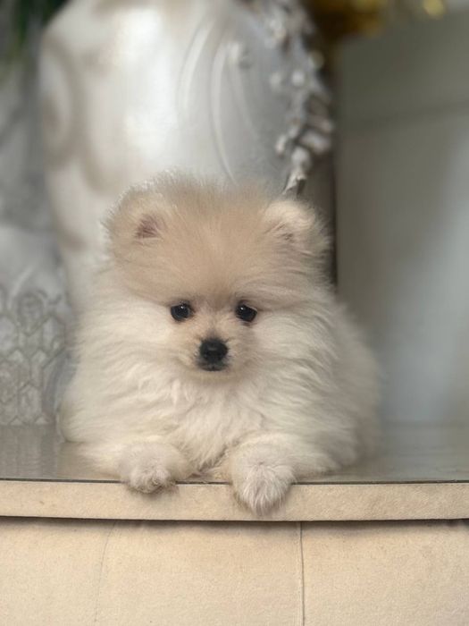 Щенок шпица продается