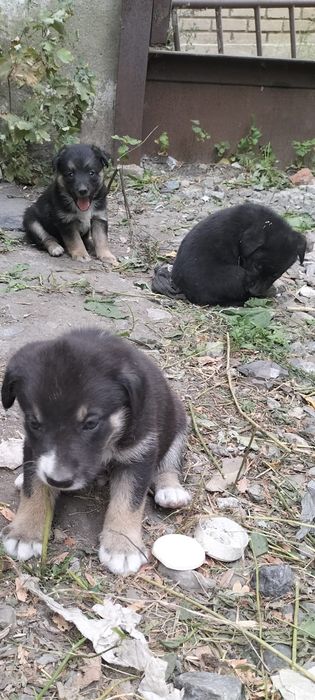 Щенки срочно, ищут дом, есть мальчики и девочки!!! Щенкам  ровно месяц
