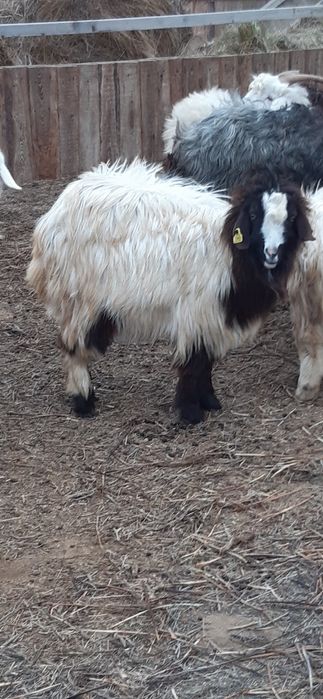 Буаз ешкілер сатылады