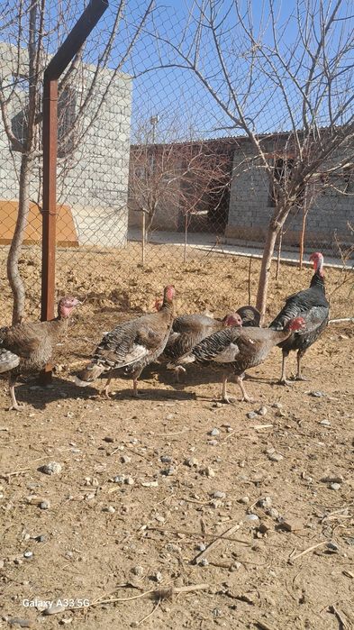 Үндіктер сатылады 5 мекен 1 қораз