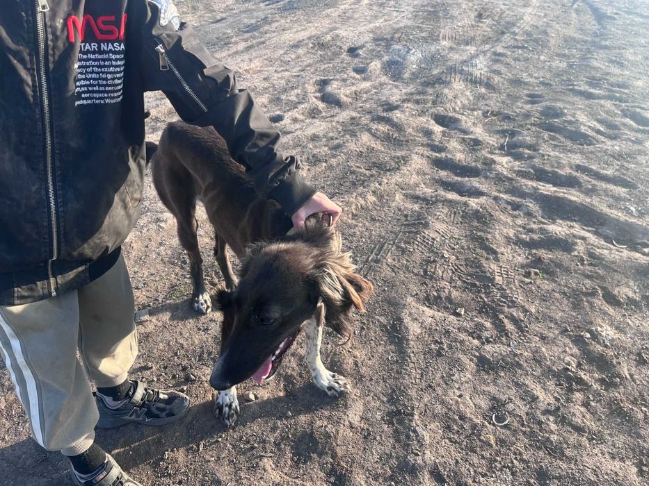 Тазы қаншық ауызданған