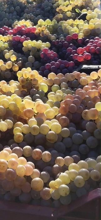 Vand struguri de vin