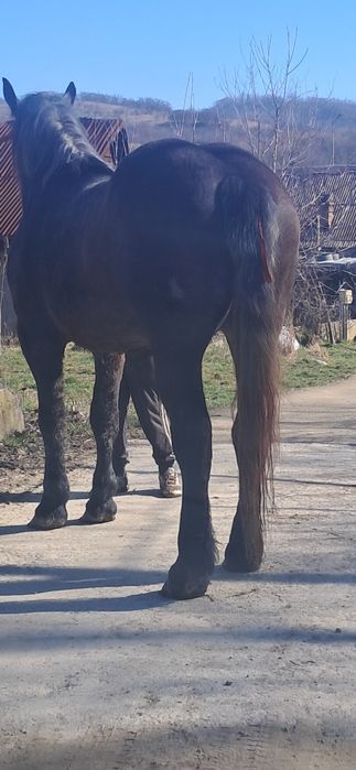 Vând mînză sură de 2 ani jumate